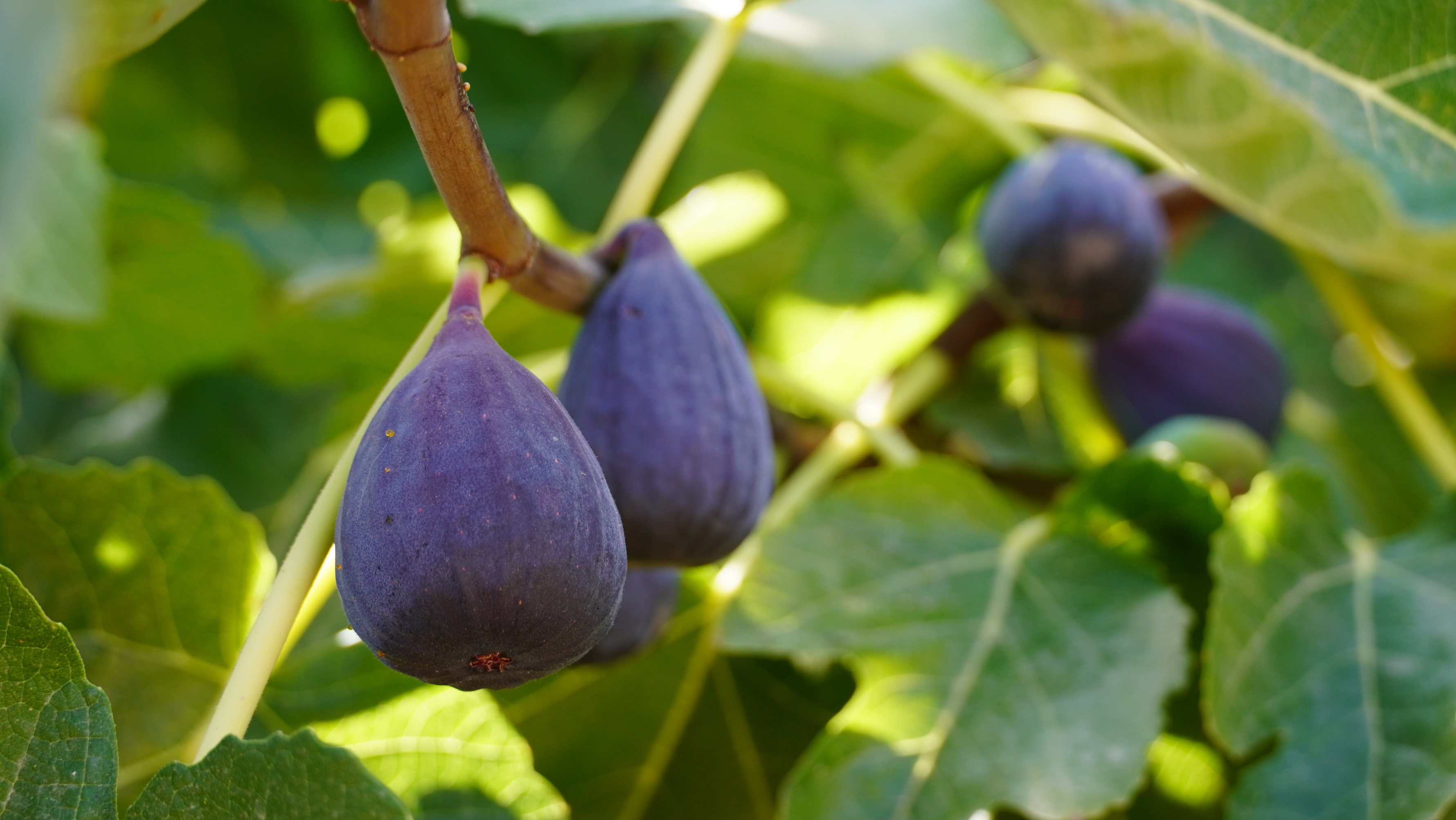 Higos maduros en la higuera, fruta de temporada de septiembre rica en antioxidantes