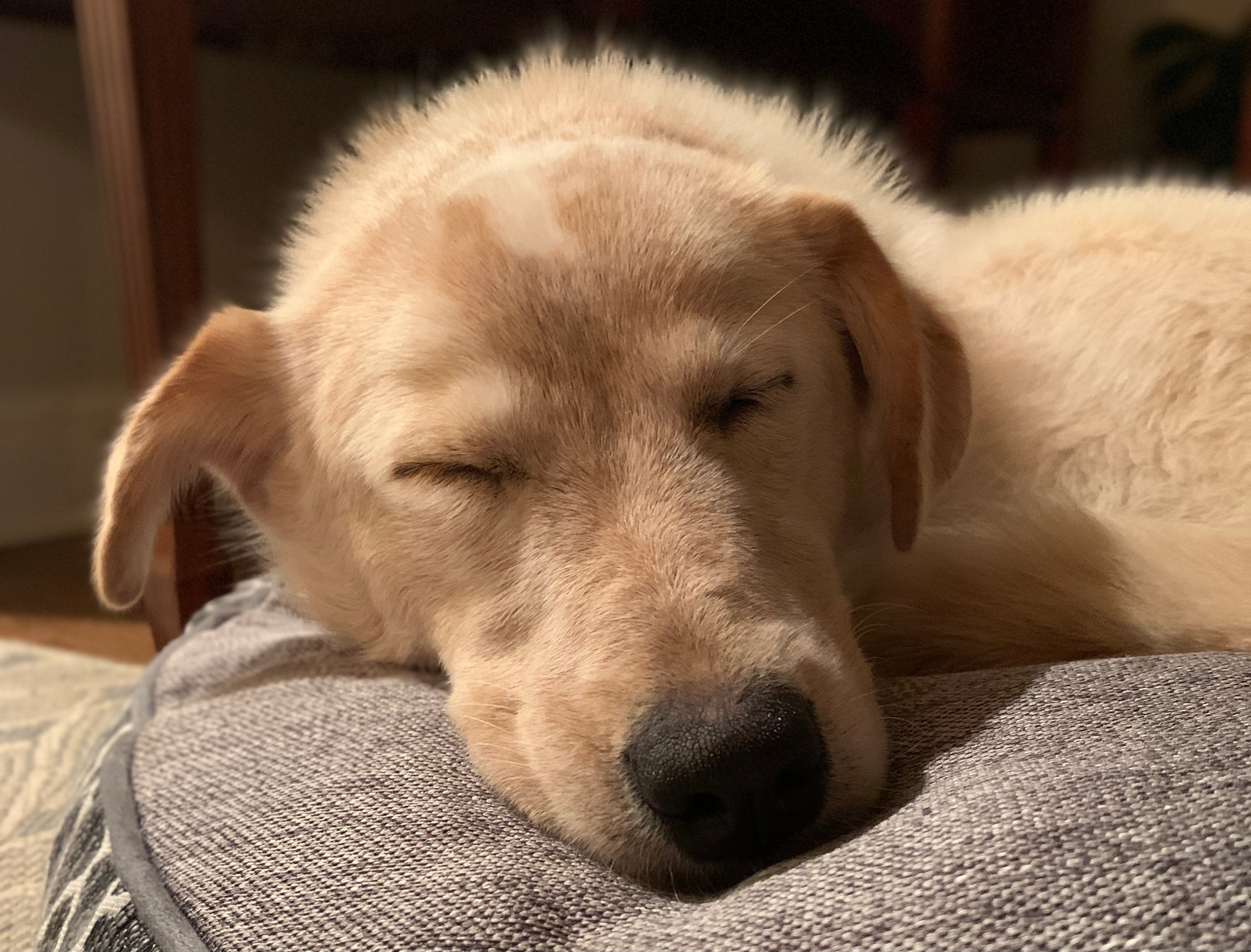 Jengibre, nuestra nueva perrita. Suplementos para mascotas en Herbolarios Salud Mediterránea