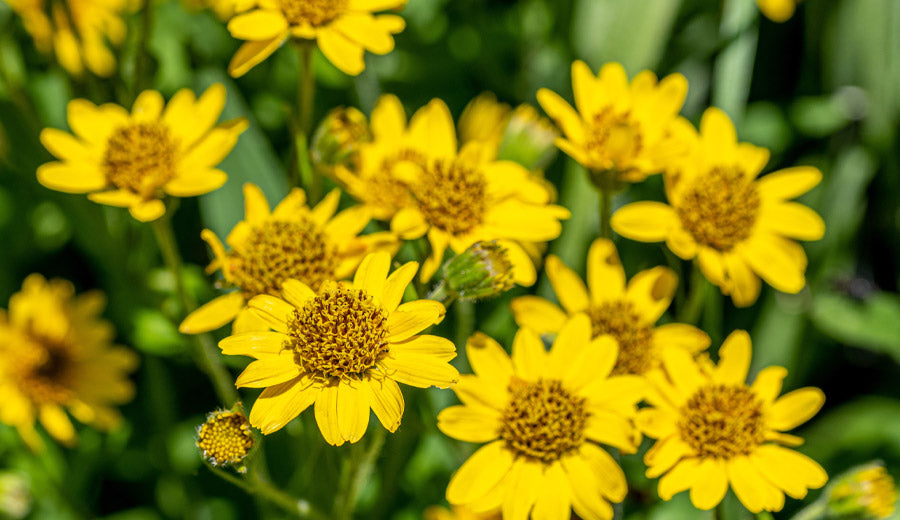 El Árnica es una planta medicinal utilizada para aliviar los dolores musculares. Herbolario Salud Mediterránea