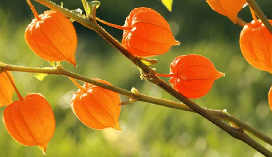 Ashwagandha. Cómo es tomar Ashwagandha. Herbolario Salud Mediterránea